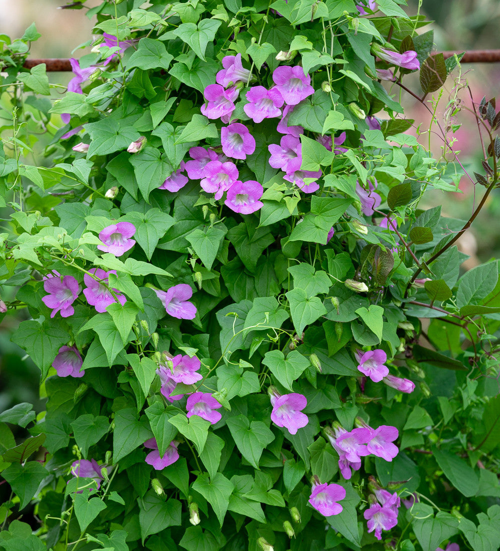 Asarina scandens 'Mystic Rose'