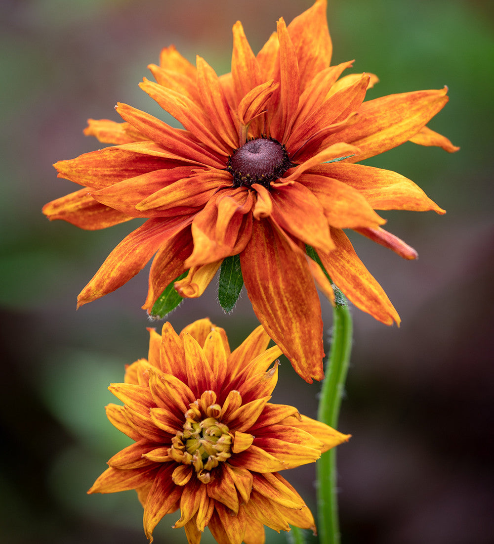 Rudbeckia hirta 'Cherokee Sunset'