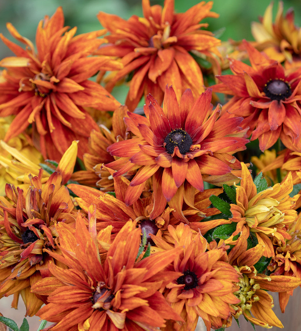 Rudbeckia hirta 'Cherokee Sunset'