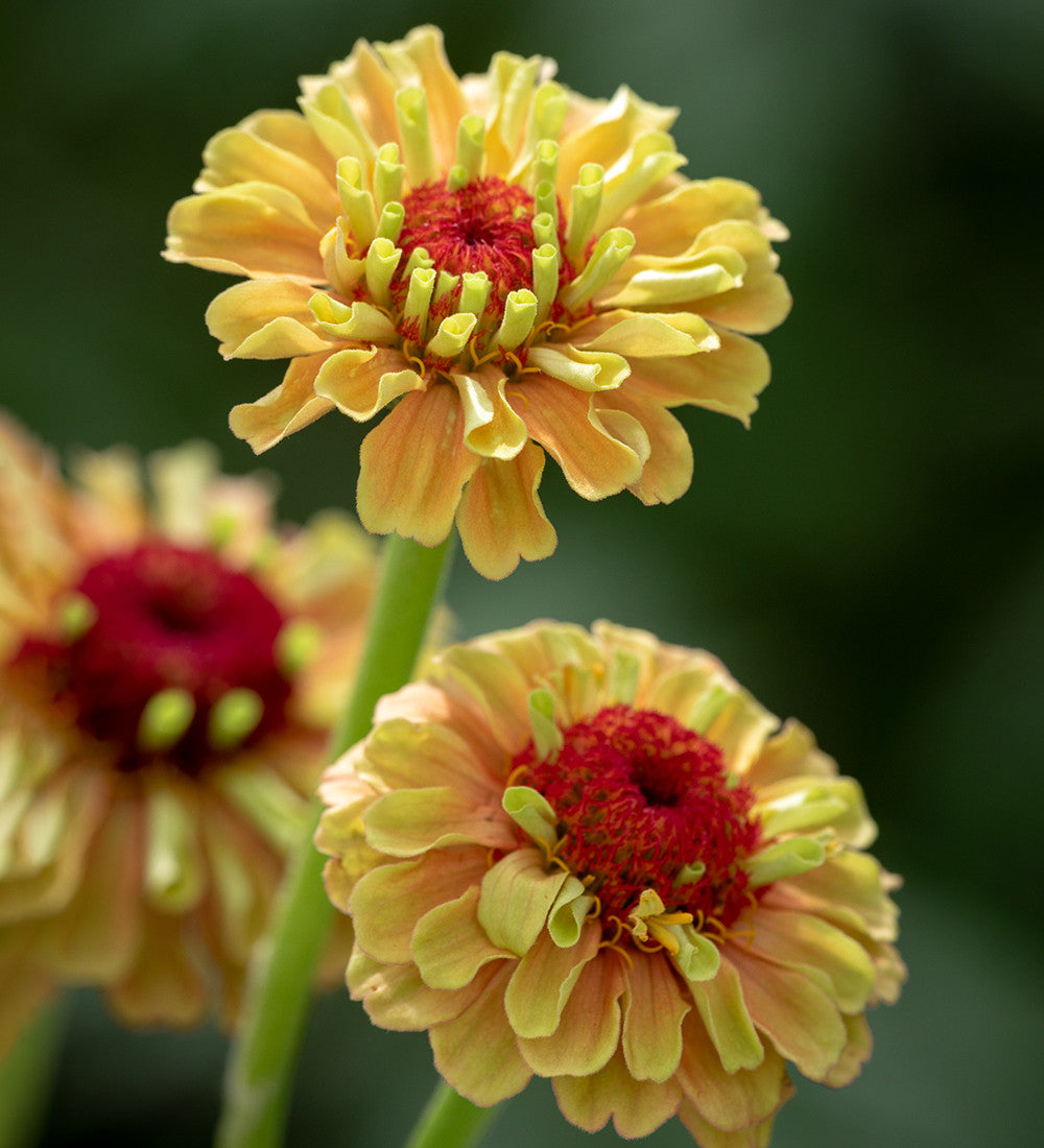 Buy Zinnia elegans 'Queeny Lime Orange' | Youth & Old Age | Sarah