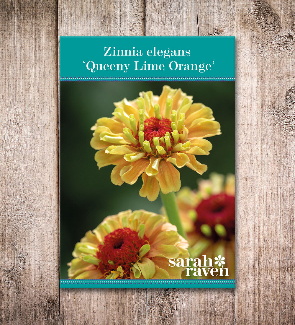 Zinnia elegans 'Queeny Lime Orange'