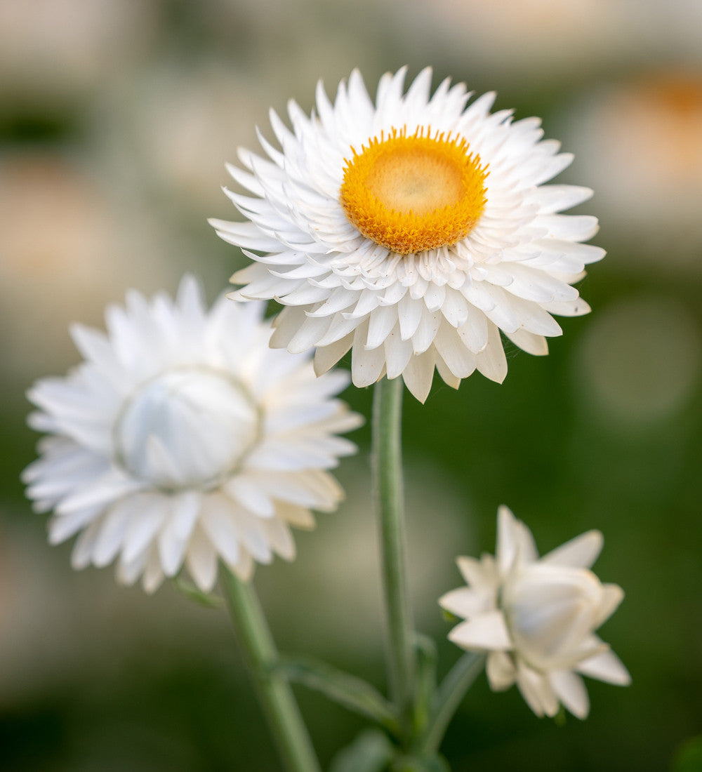 Helichrysum bracteatum 'White' (Sunflower)