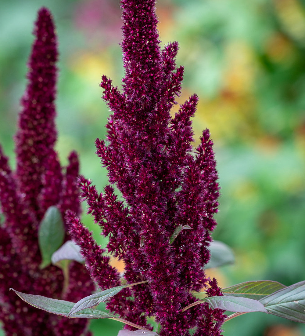 Amaranthus hypochondriacus 'Pygmy Torch'