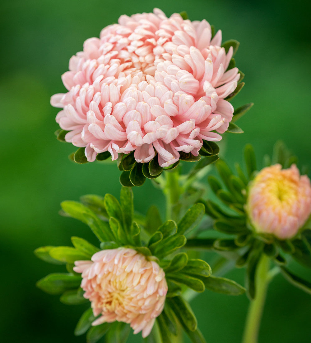 Callistephus chinensis 'Tower Chamois'