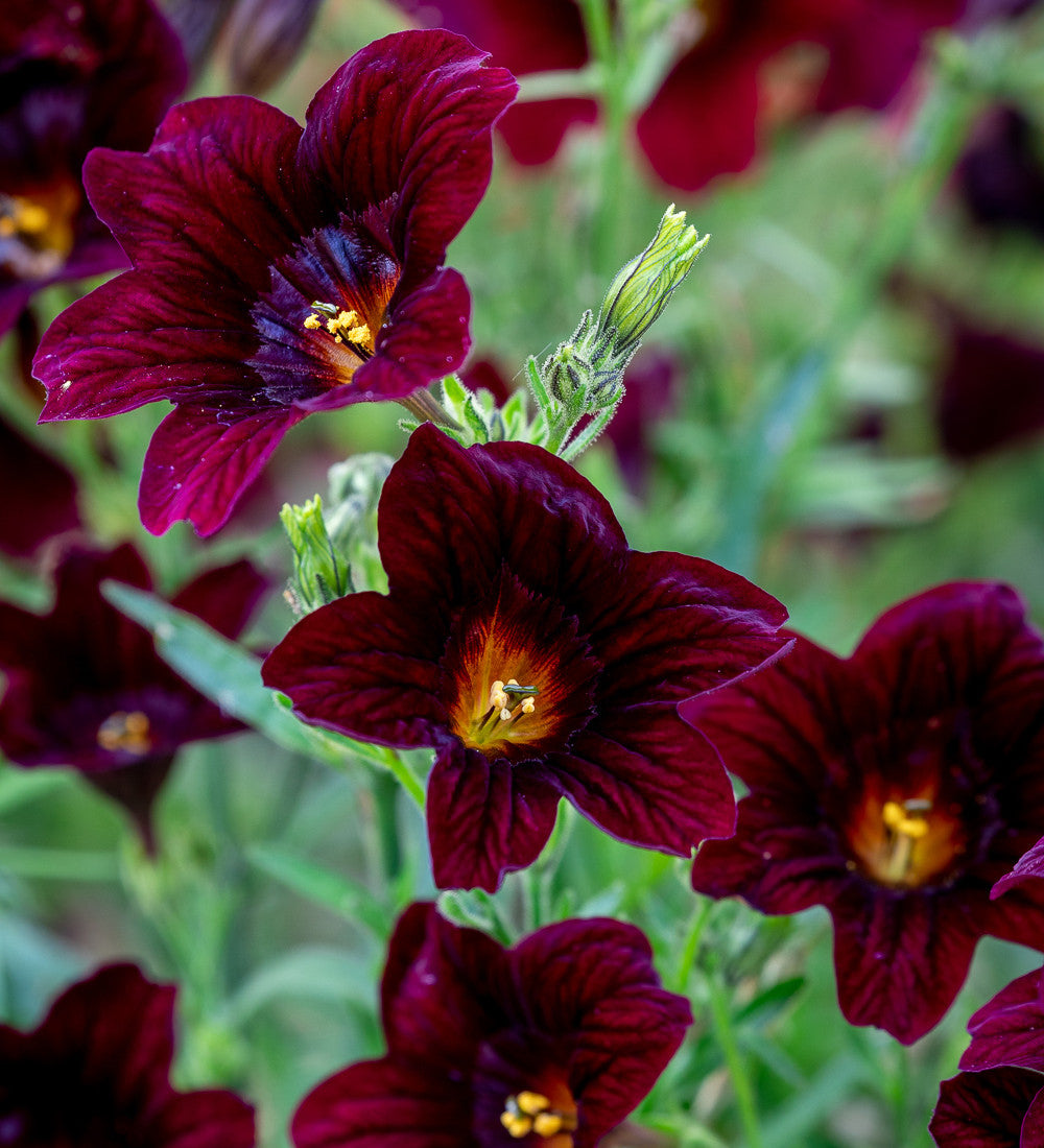 Salpiglossis sinuata 'Black Trumpets'