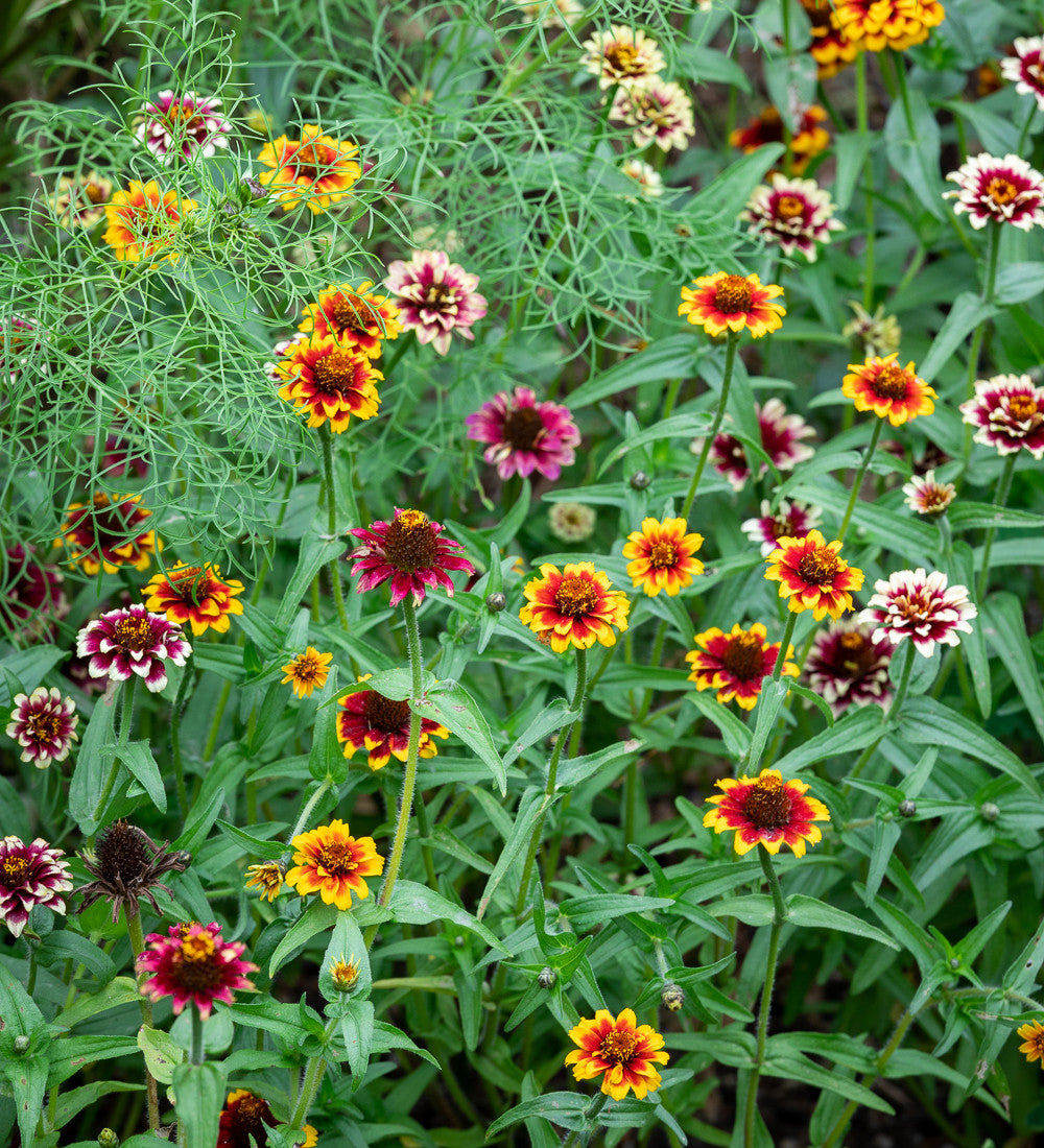 Zinnia haageana 'Jazzy Mixture'