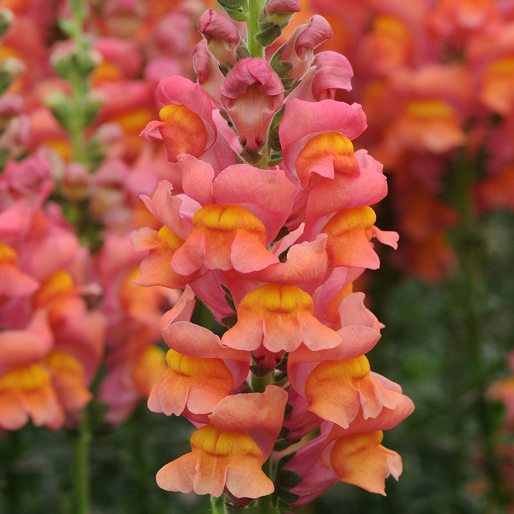 Antirrhinum majus 'Potomac Deep Orange' F1