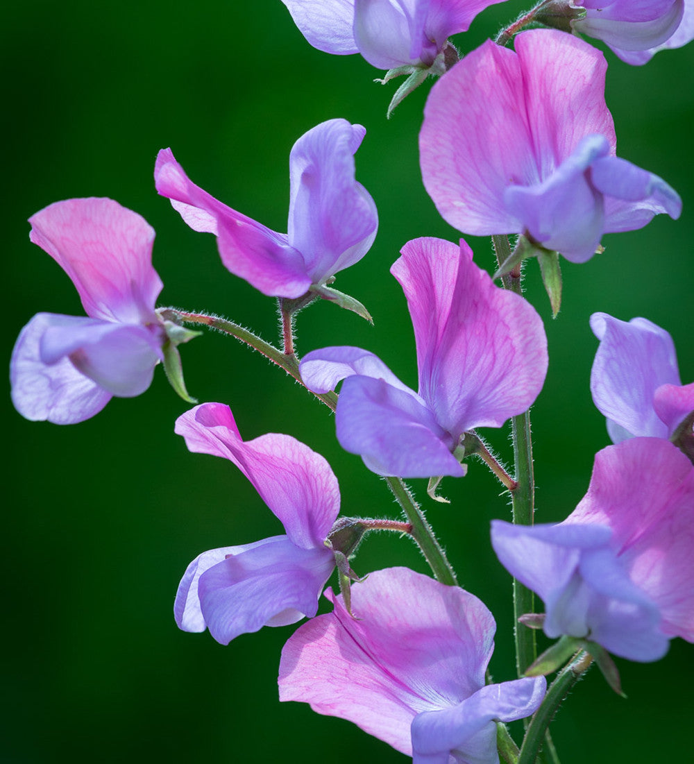 Sweet Pea 'Erewhon'