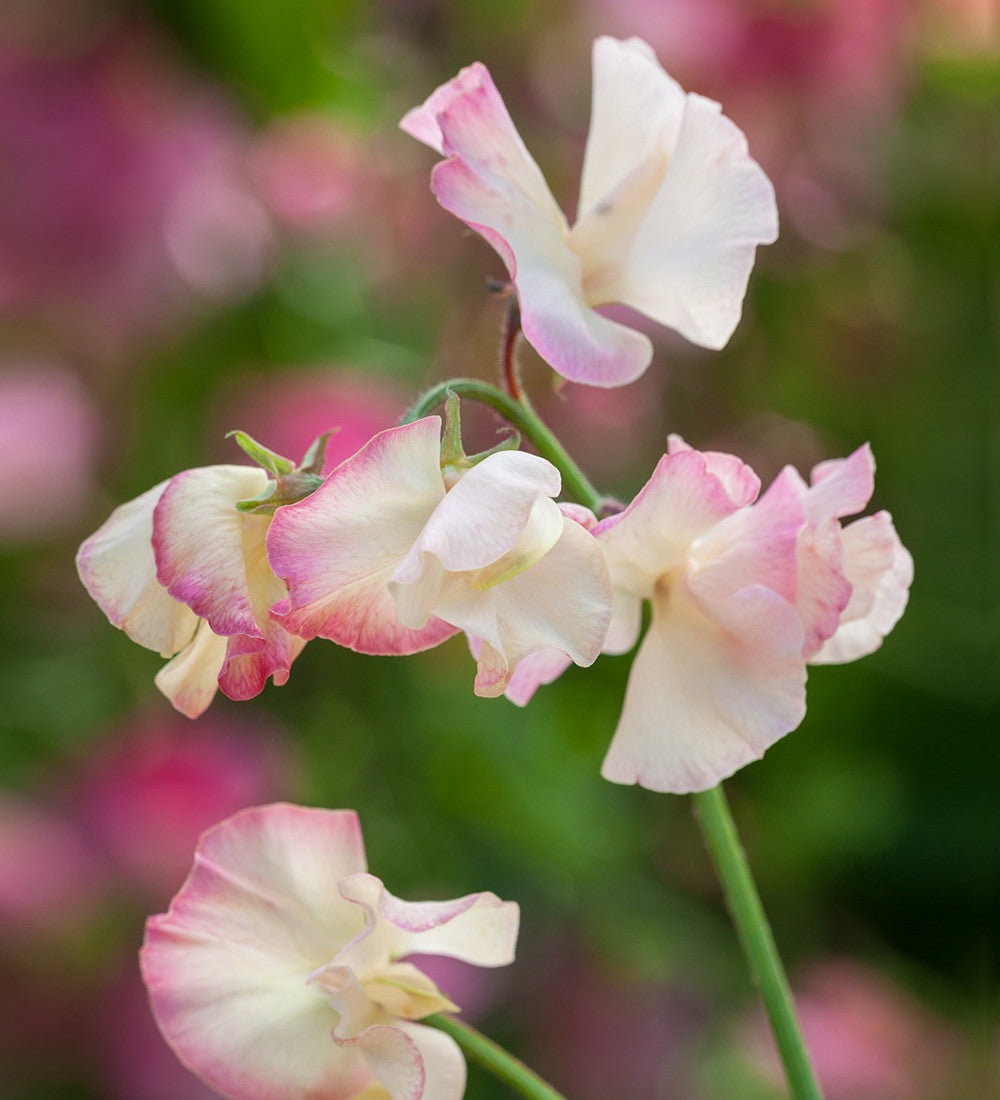 Sweet Pea 'Mollie Rilstone'