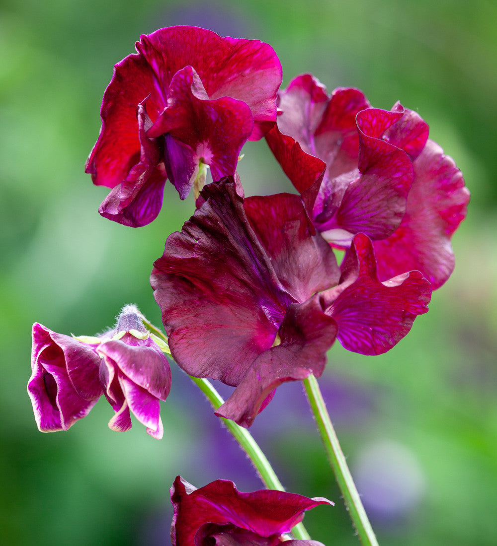 Sweet Pea 'Beaujolais'