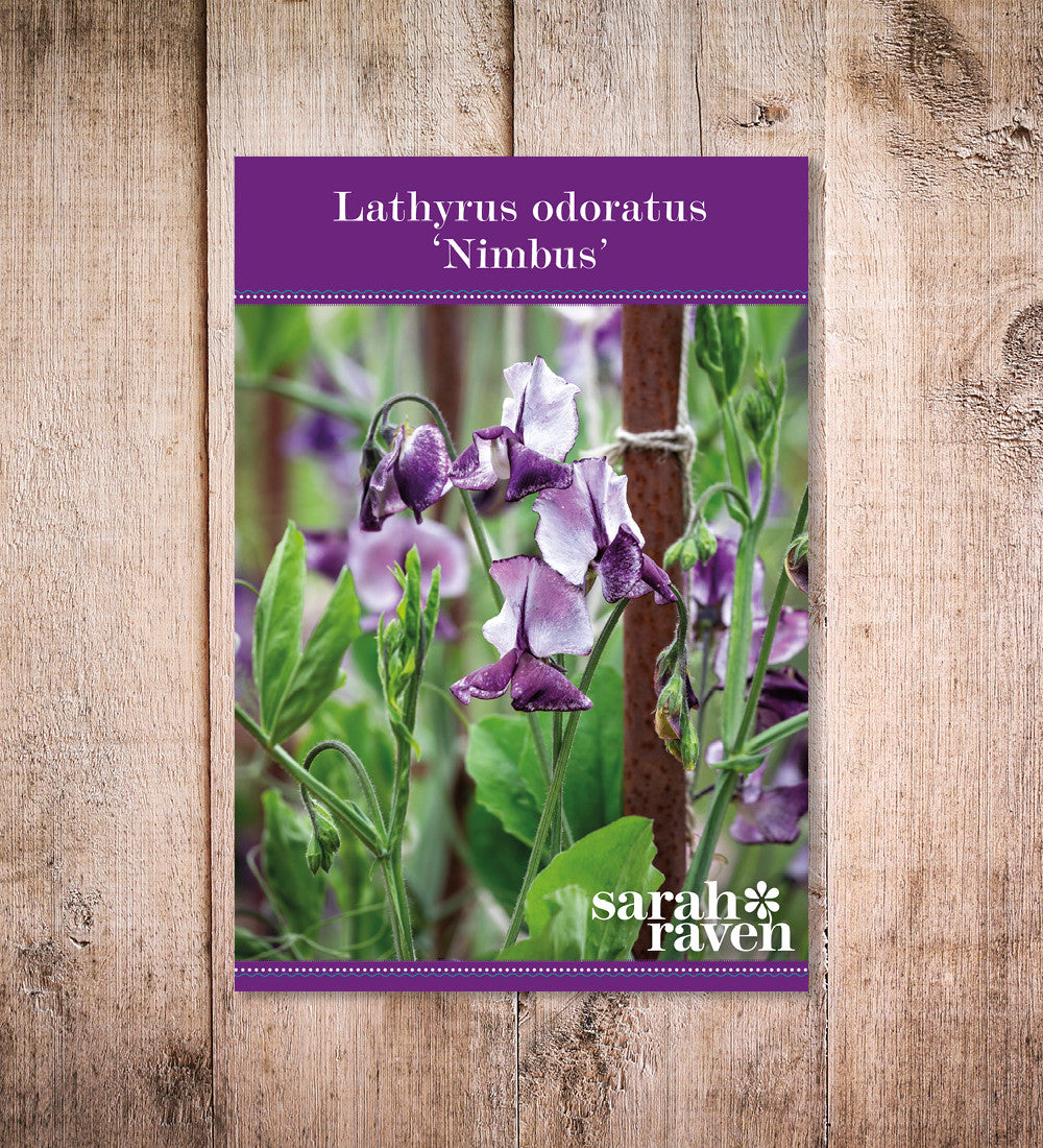Sweet Pea 'Nimbus'