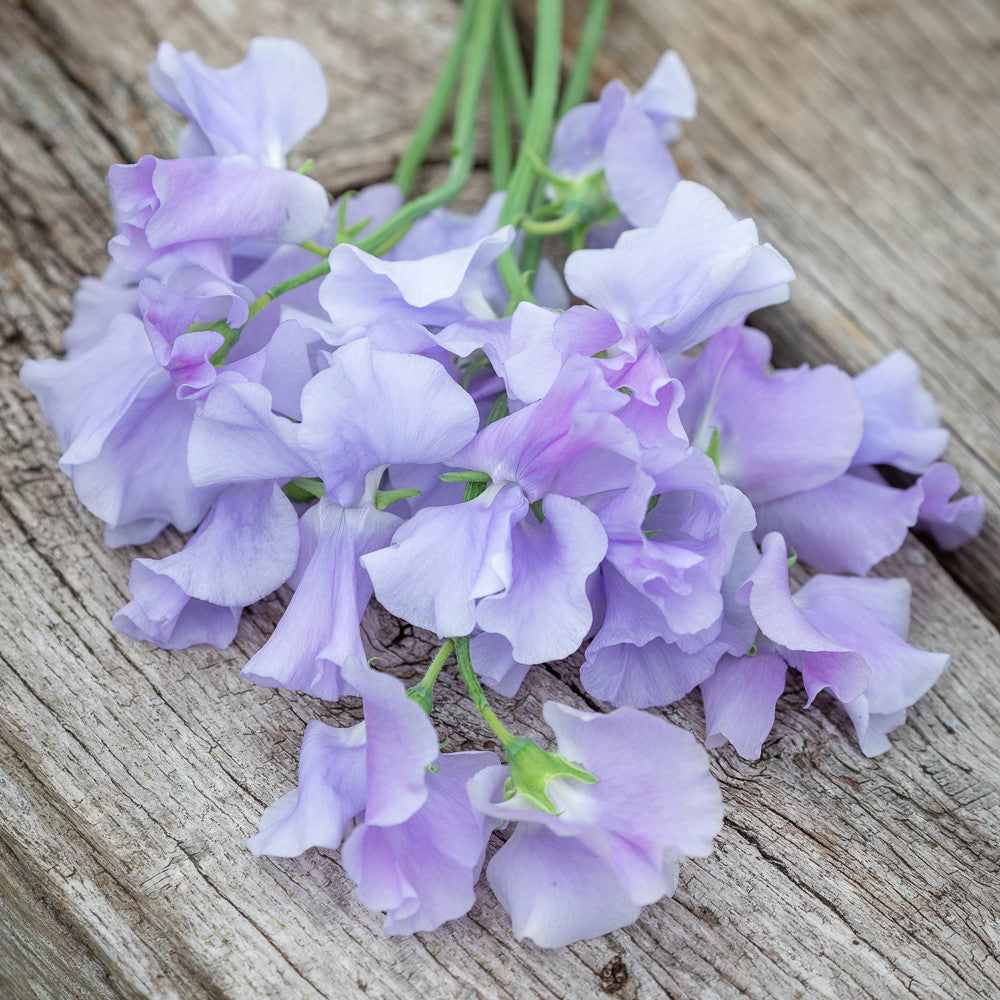 Sweet Pea 'Mammoth Lavender Blue'
