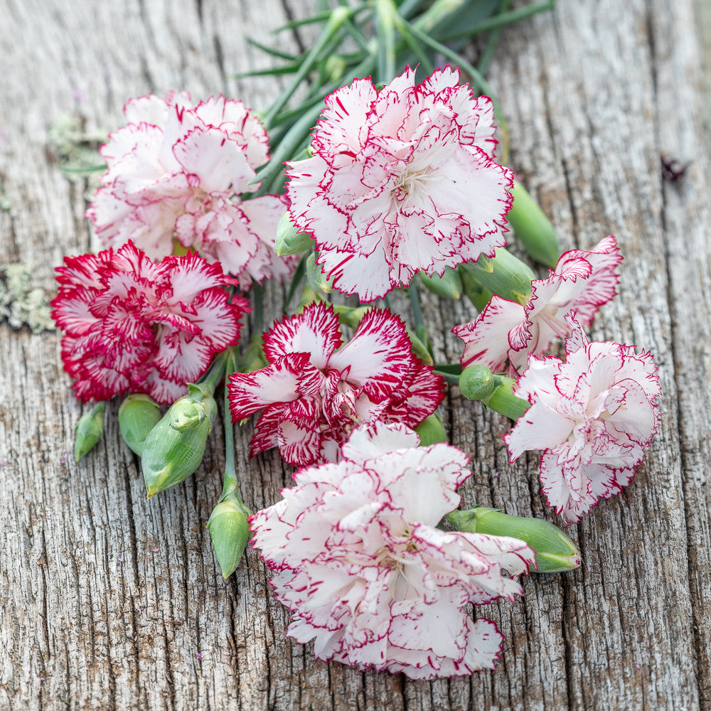 Dianthus caryophyllus 'Benigna White Striped'