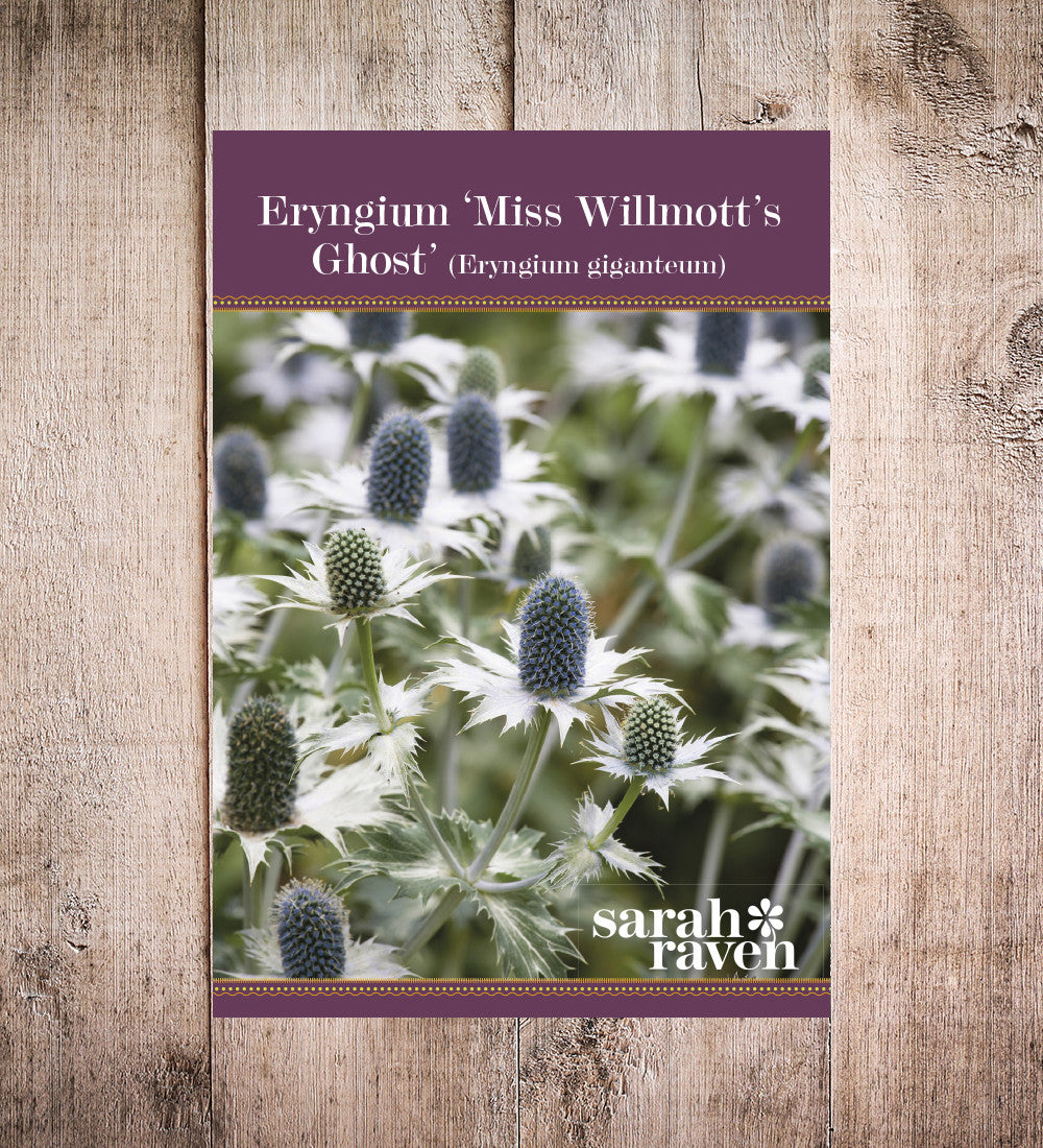 Eryngium giganteum (Miss Willmott's Ghost)