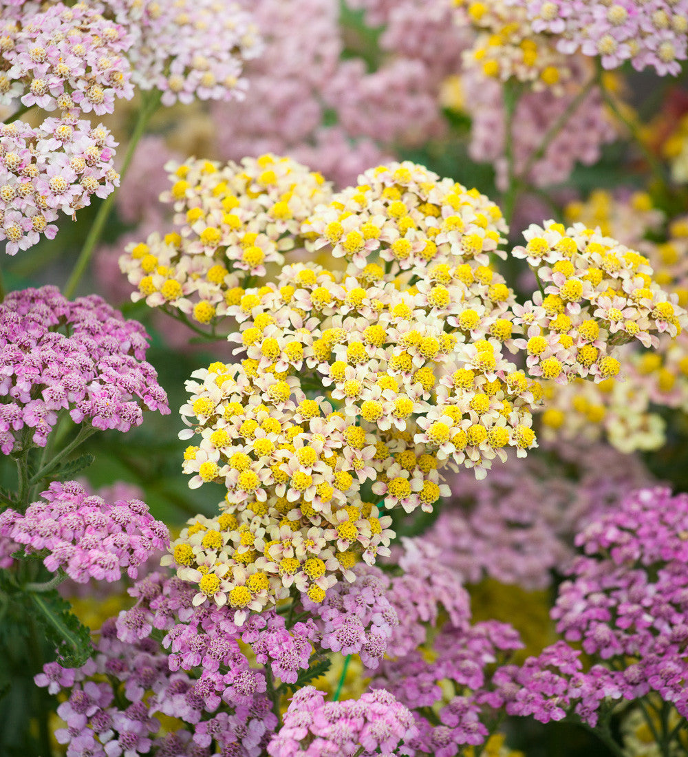Achillea millefolium 'Summer Pastels'