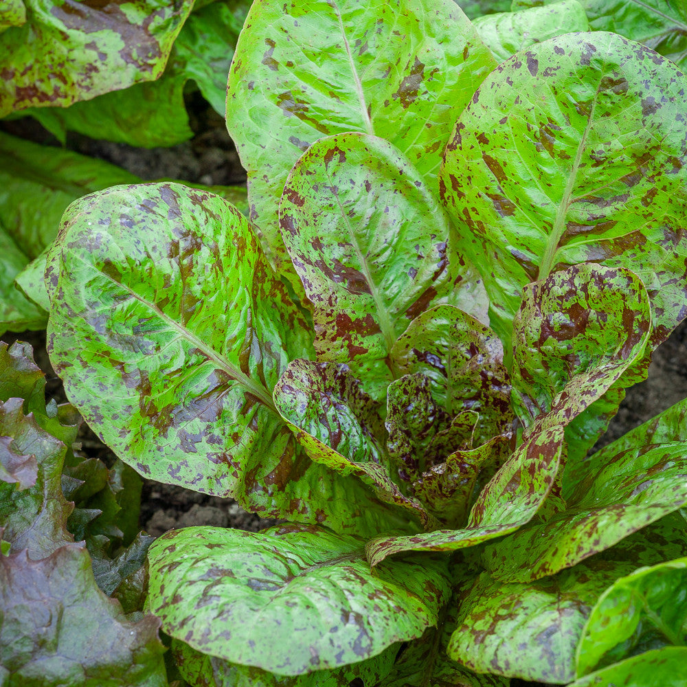 Lettuce 'Freckles'