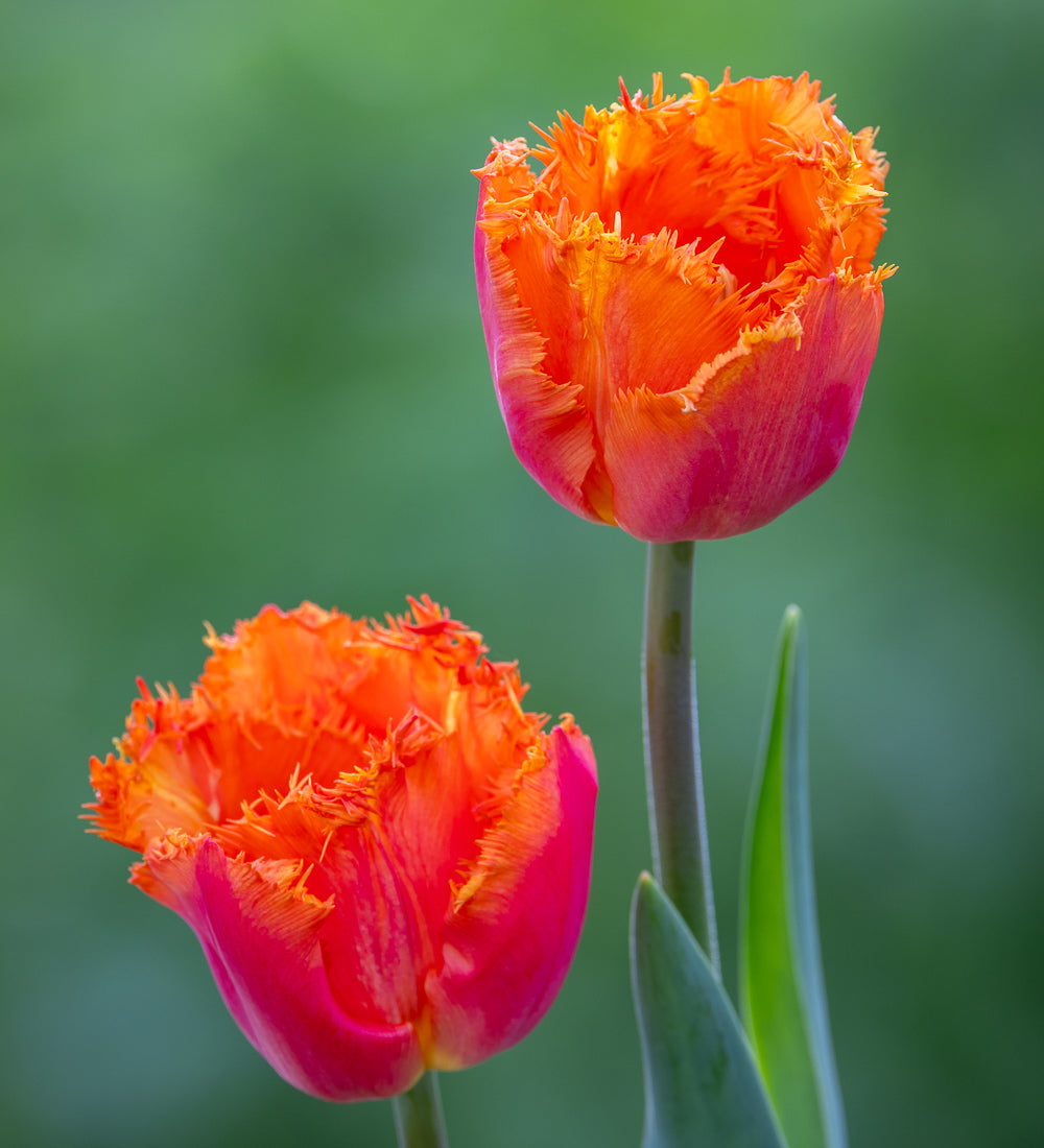 Tulip 'Ogene'