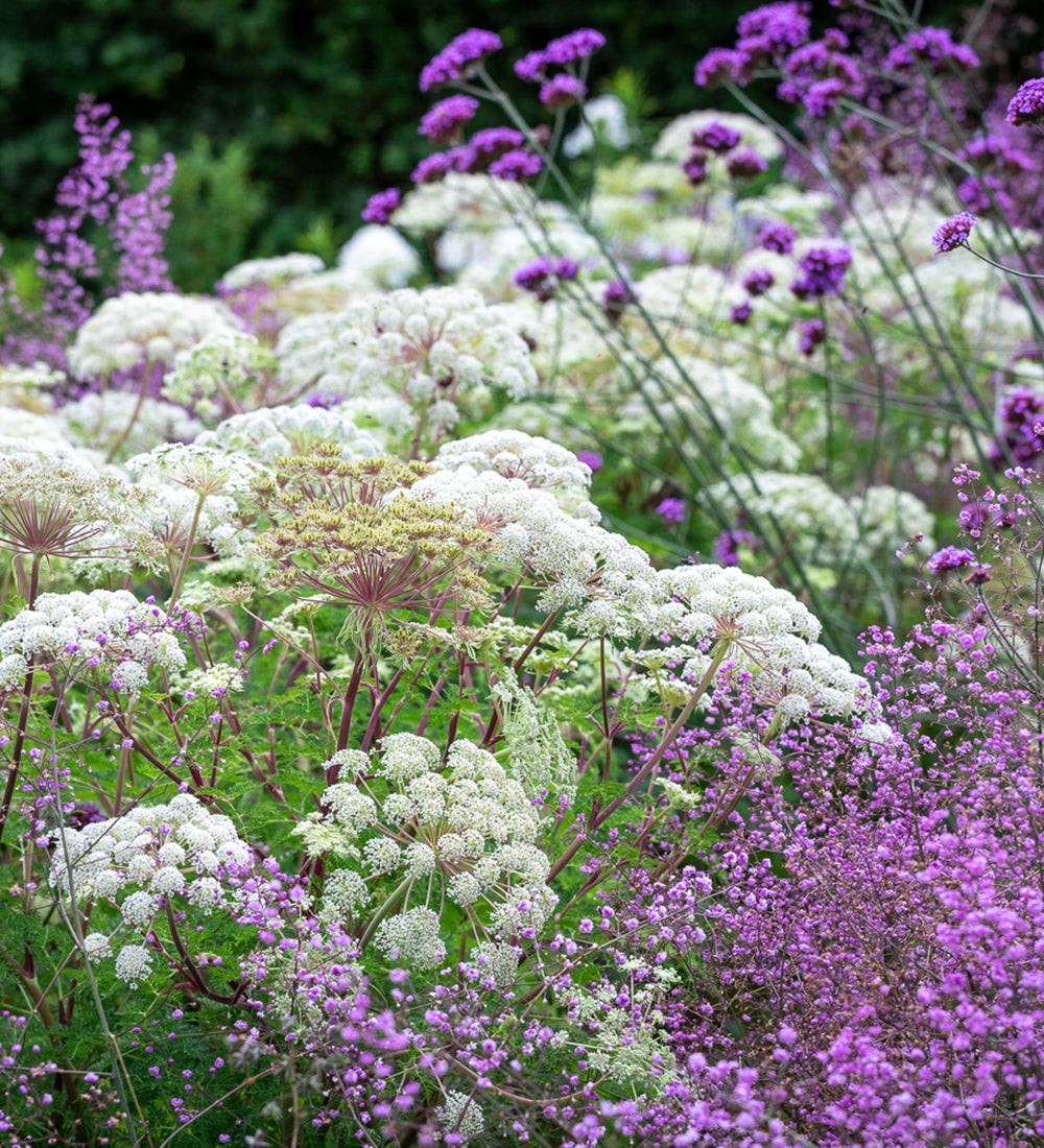 August to the End of Autumn Border Perennial Trio