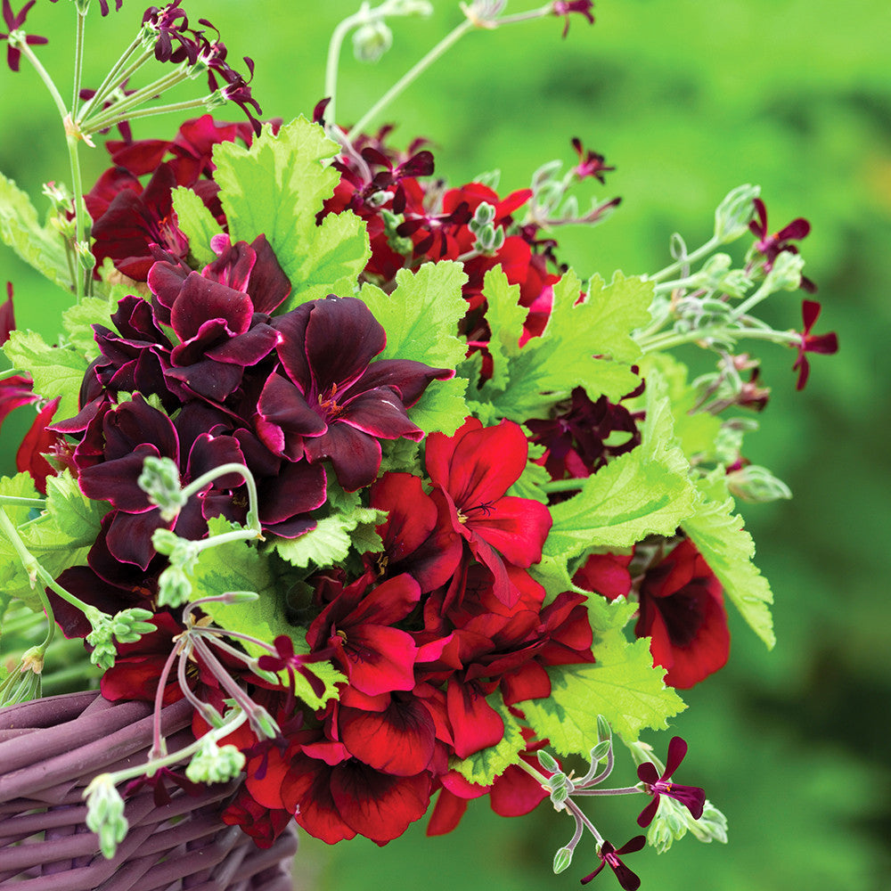 Venetian Pelargonium Collection