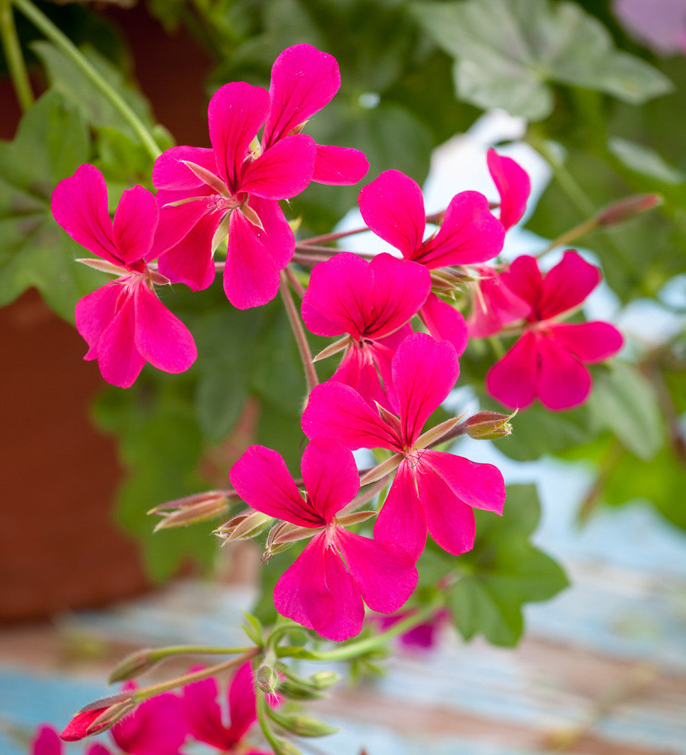 Pelargonium 'Surcouf' (Ivy)