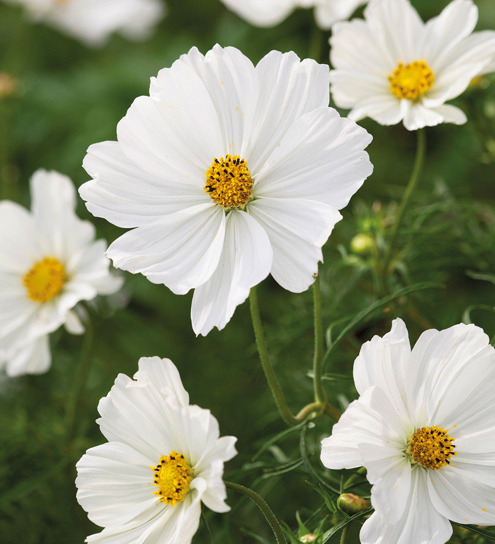 Cosmos bipinnatus 'Sonata White'