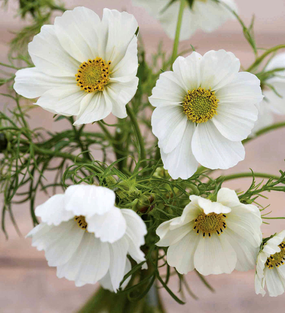 Cosmos bipinnatus 'Sonata White'