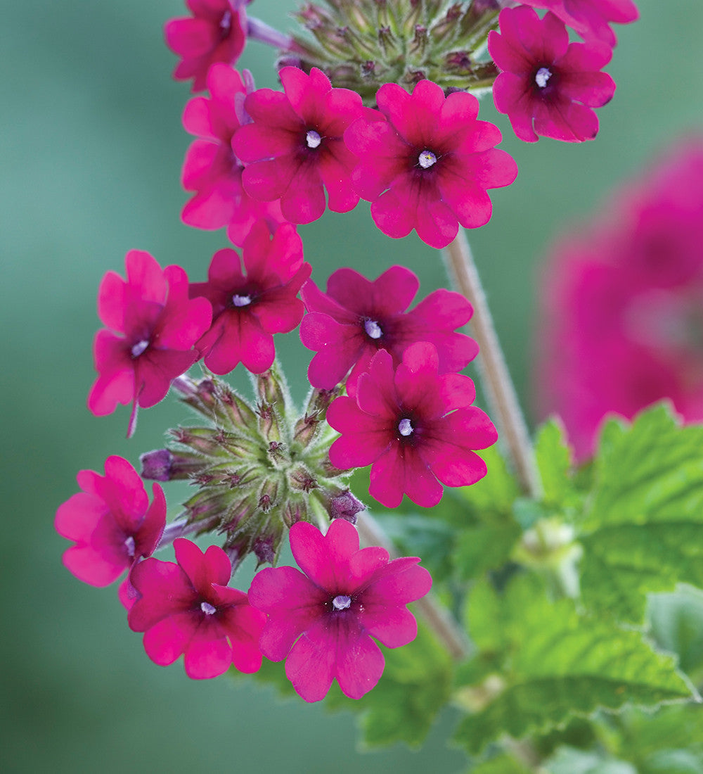 Verbena 'Superbena Burgundy'