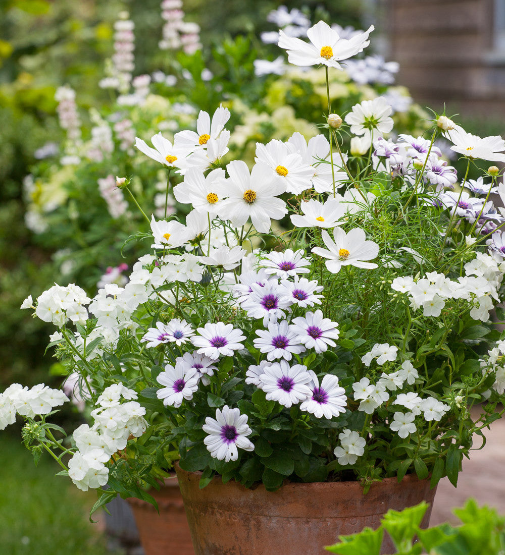 Osteospermum 'Akila White Purple Eye' F1