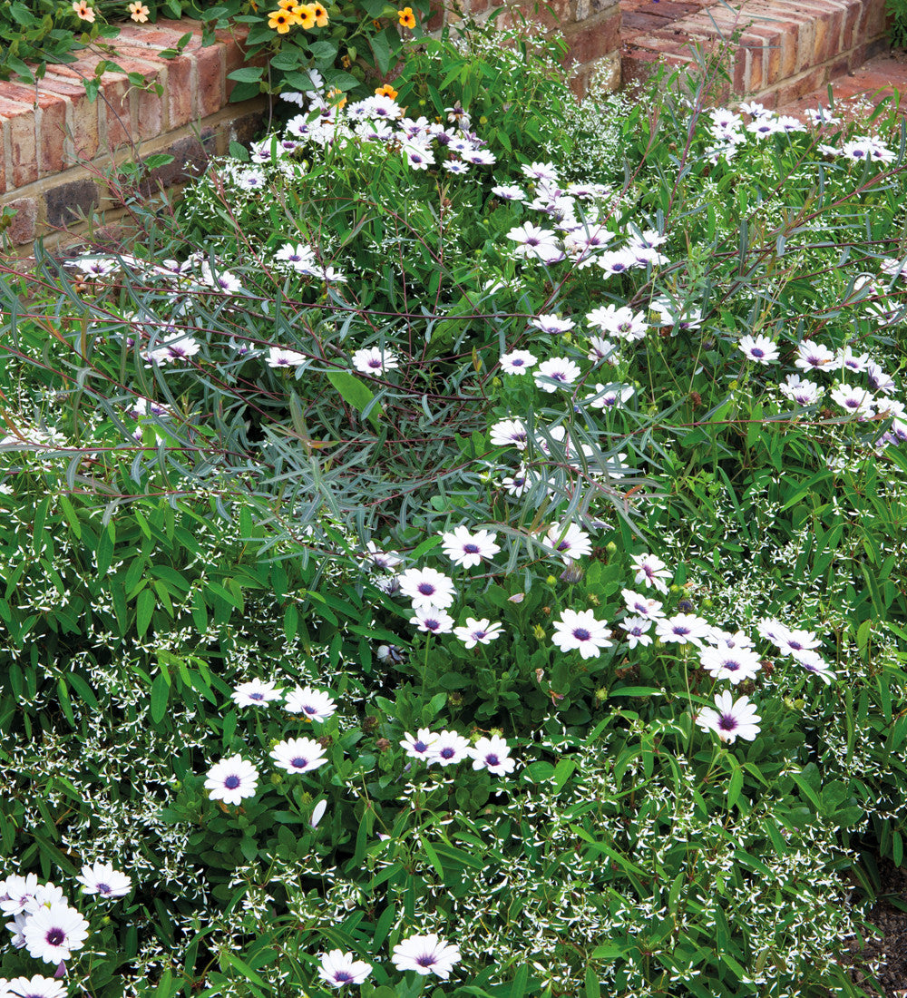 Osteospermum 'Akila White Purple Eye' F1