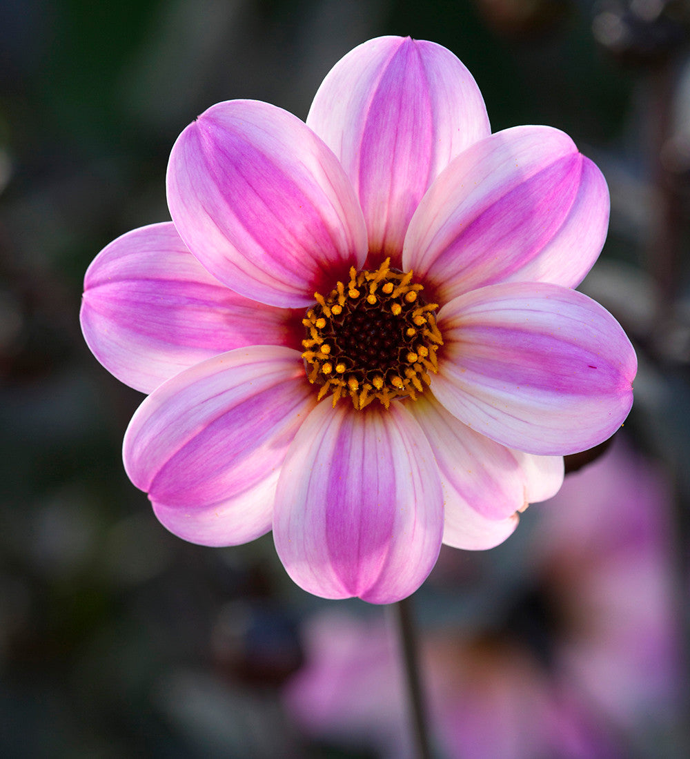 Dahlia 'Mystic Dreamer'