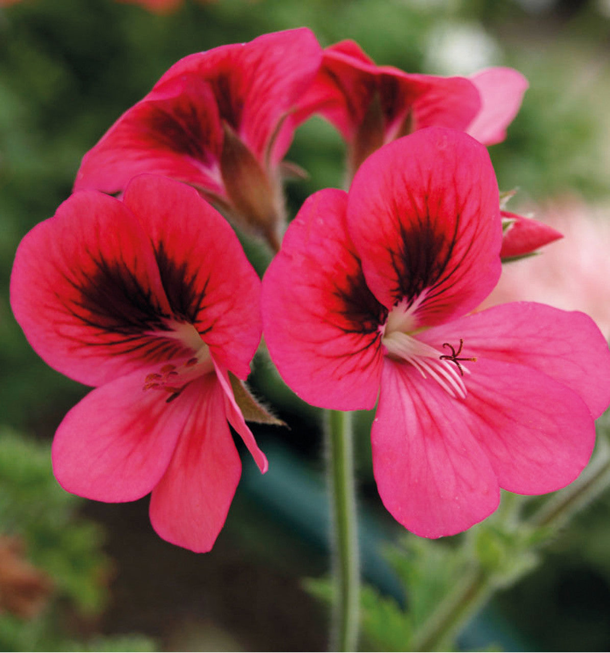 Pelargonium 'Pink Aurore'