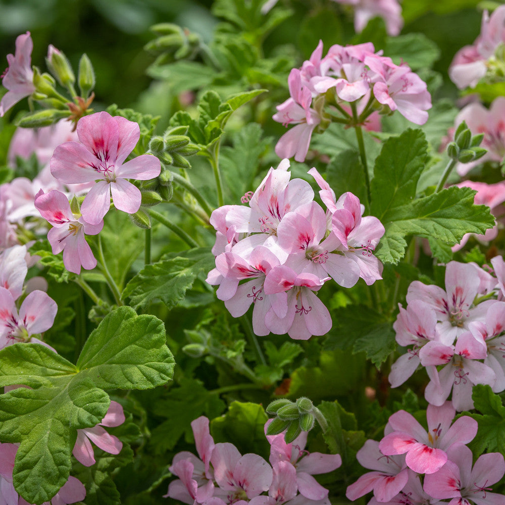 Pelargonium 'Sweet Mimosa' (Scented)