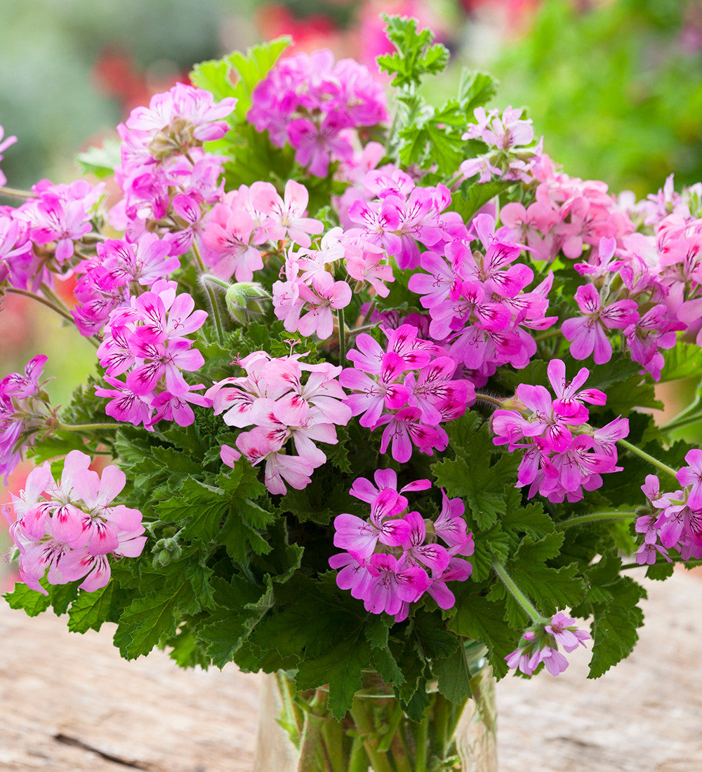 Scented Pelargonium Collection