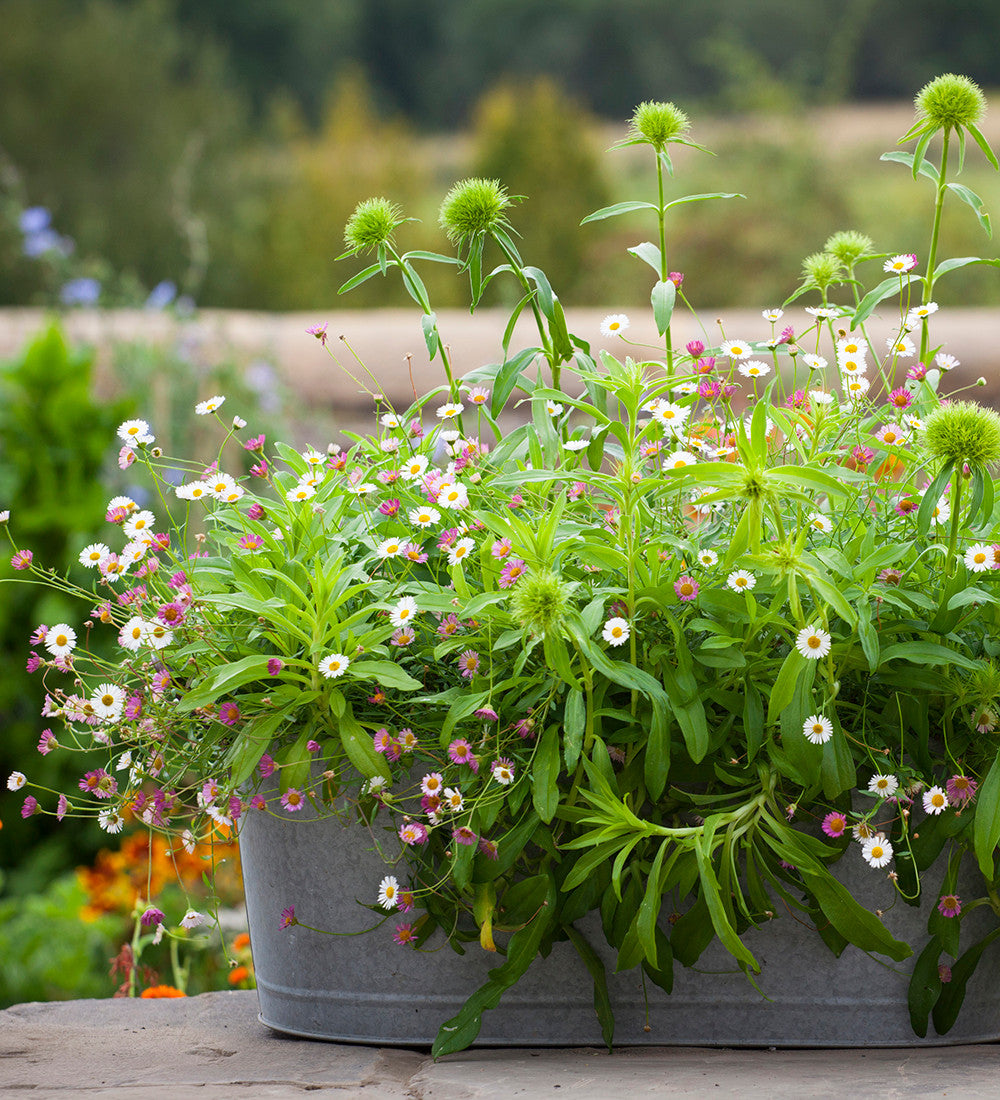Flowers for a Summer Window Box Collection