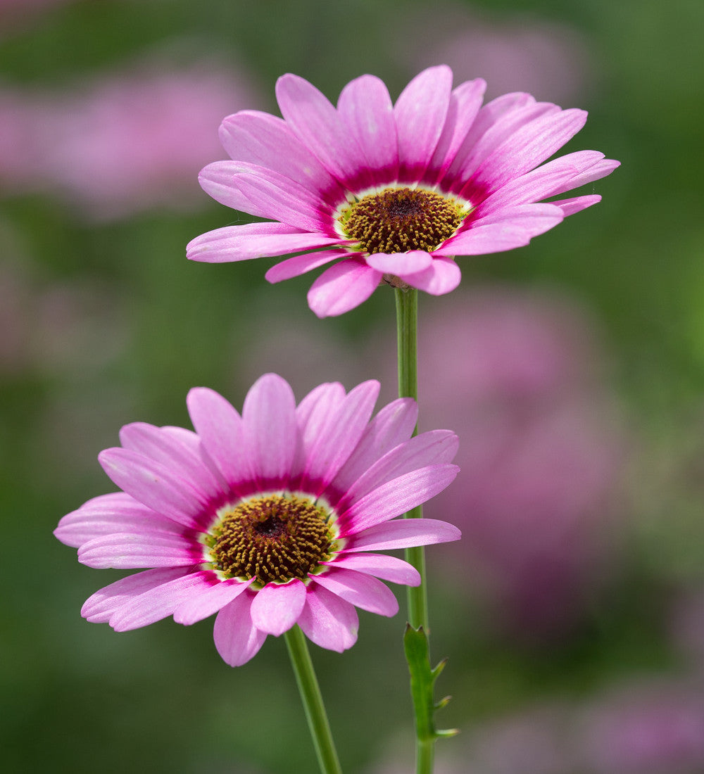 Forever Flowering Pot Collection