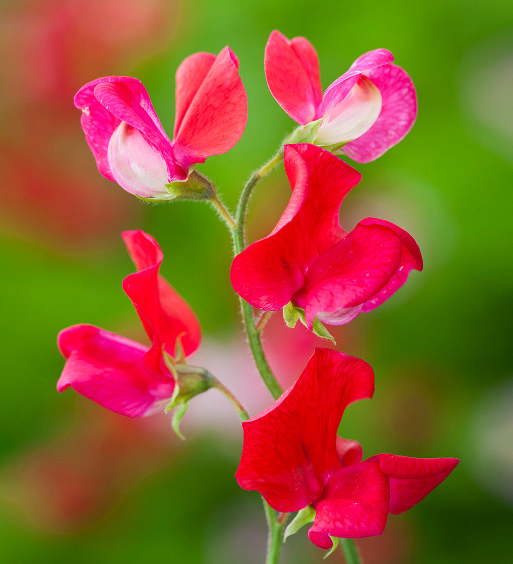 Sweet Pea 'King Edward VII'