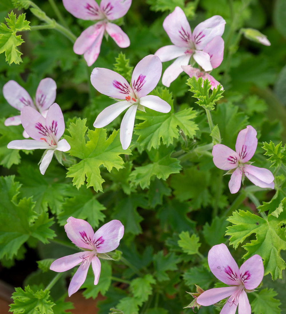 Pelargonium 'Prince of Orange' (Scented)