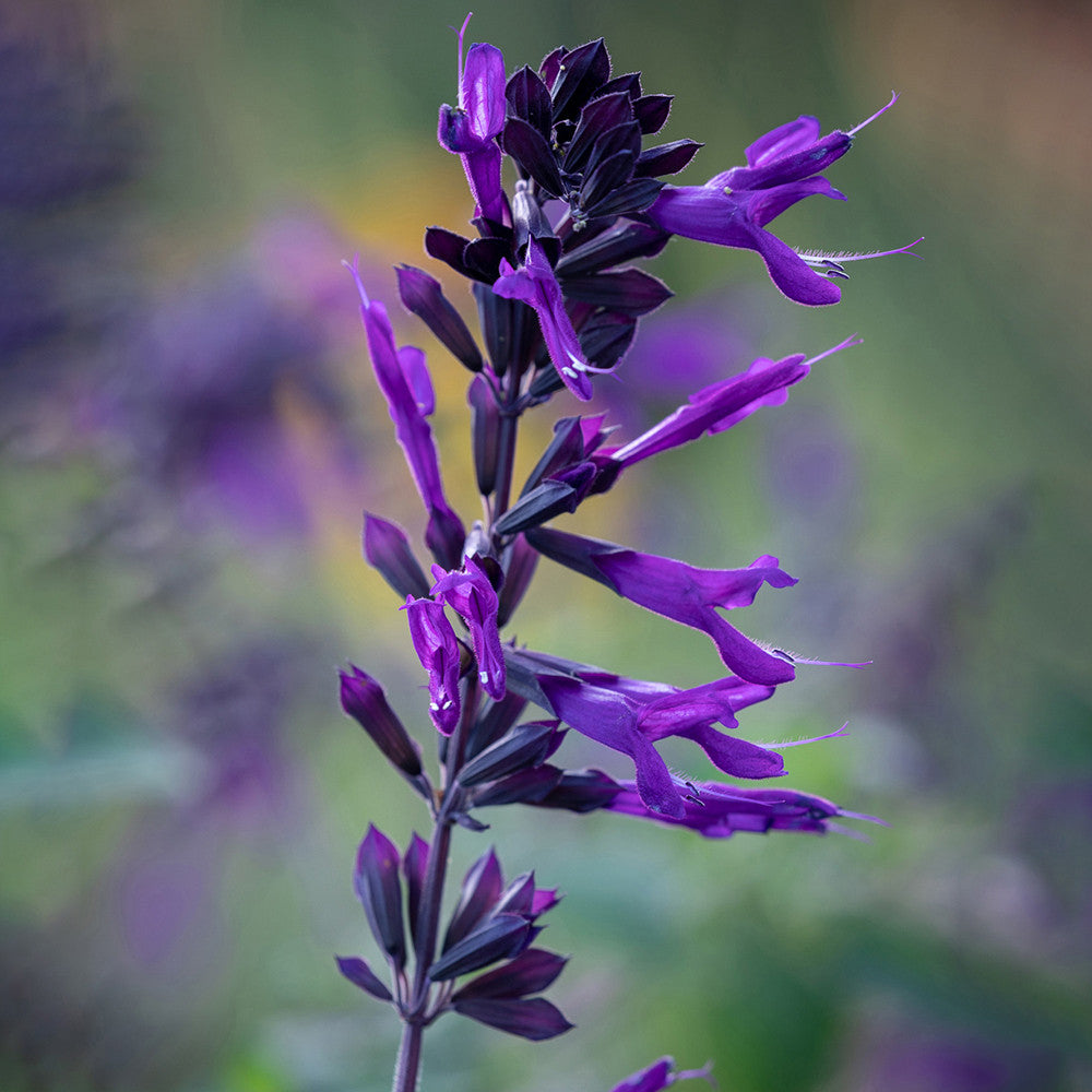 Salvia 'Amistad'