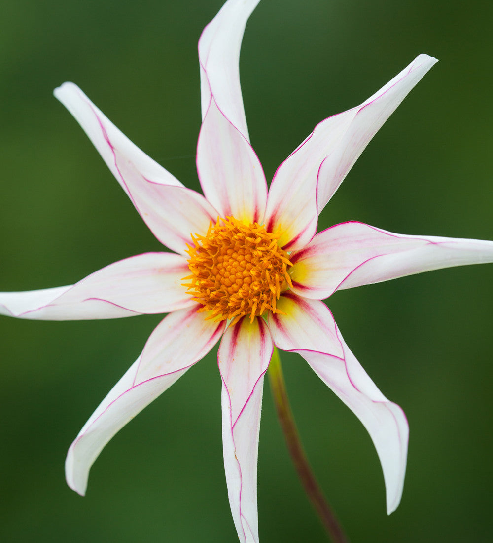 Dahlia 'Honka Fragile'