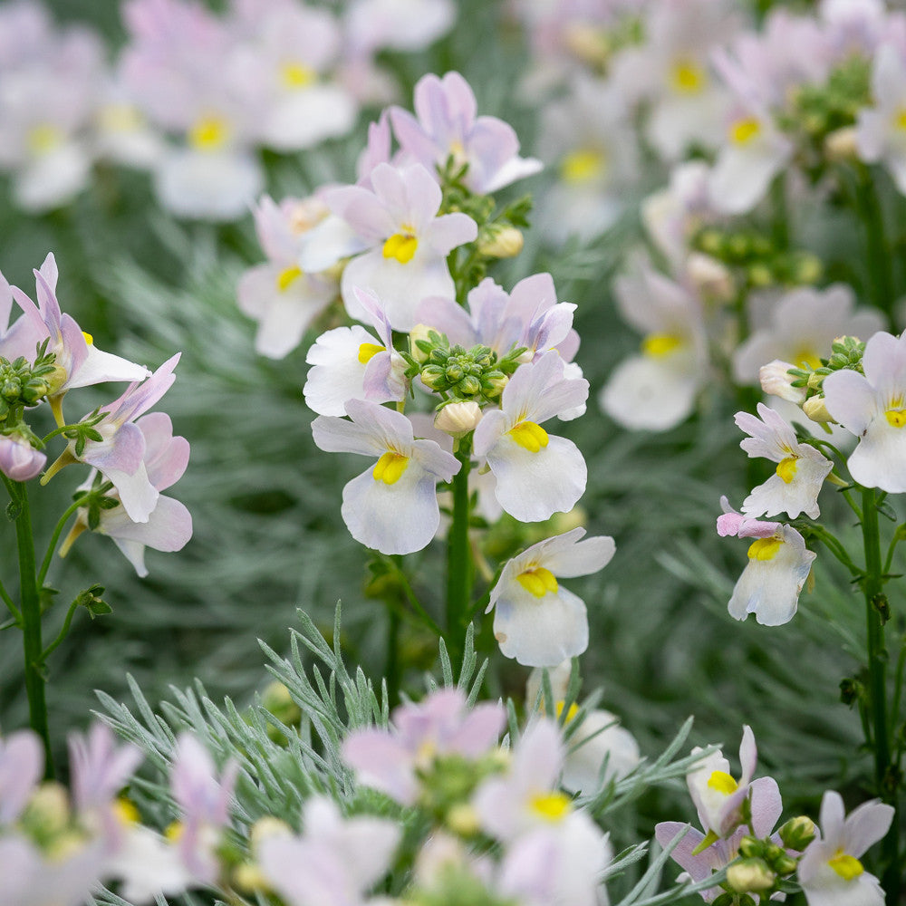Nemesia 'Wisley Vanilla'