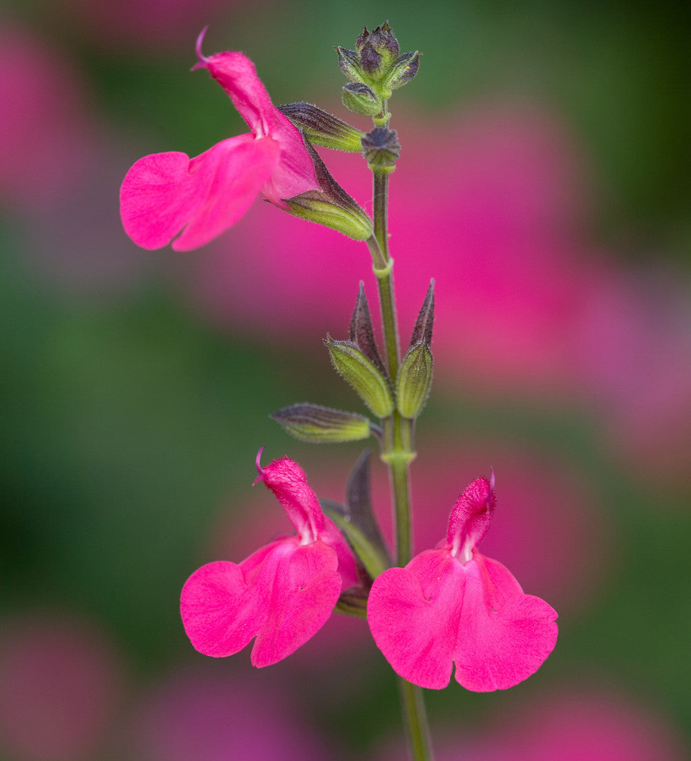 Salvia microphylla 'Trewithen Cerise'
