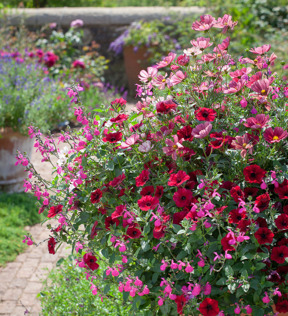 Salvia microphylla 'Trewithen Cerise'