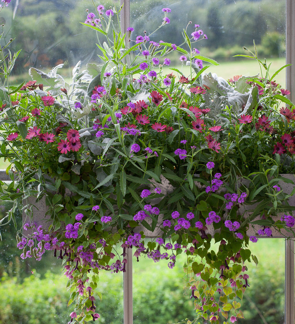 Smoky Window Box Collection