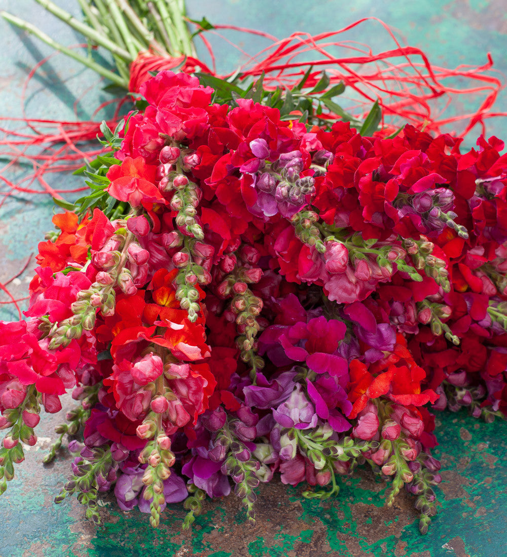 Sarah Raven Antirrhinum Collection