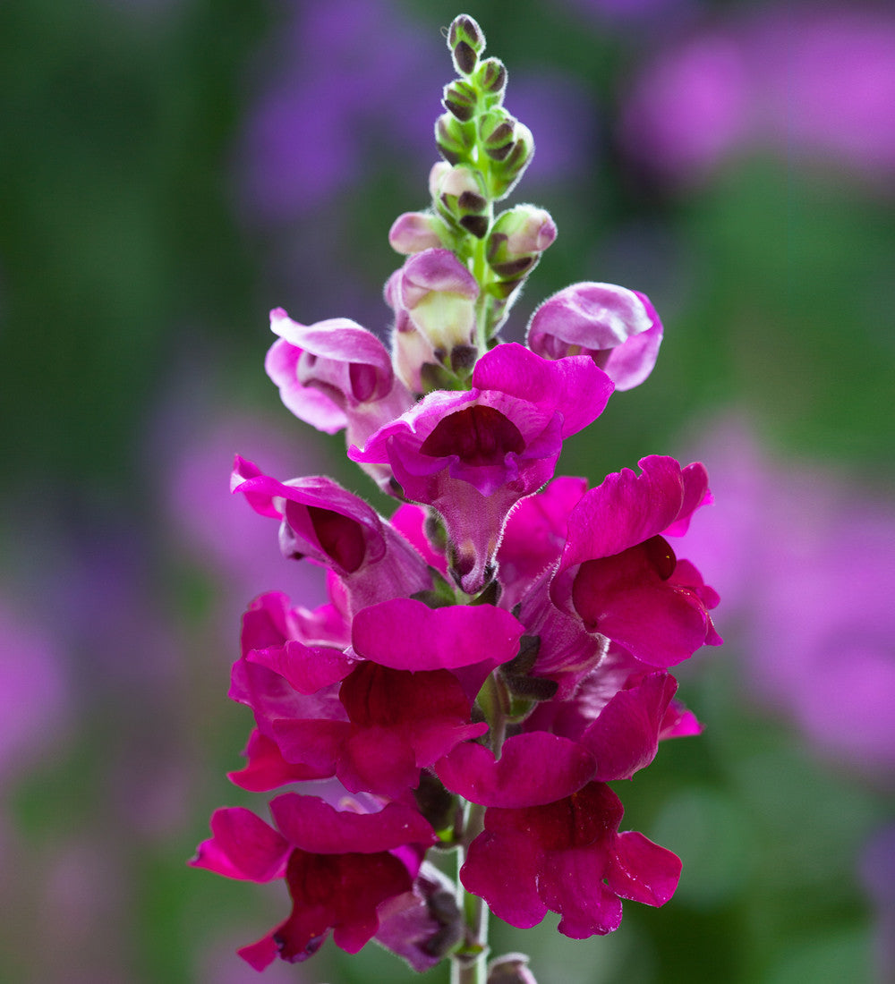 Sarah Raven Antirrhinum Collection