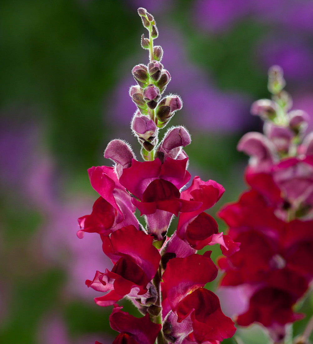 Sarah Raven Antirrhinum Collection