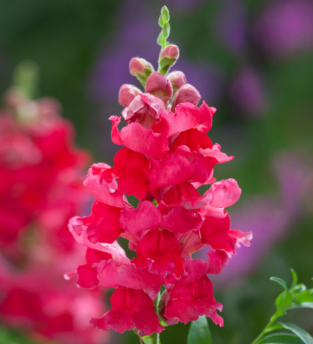 Antirrhinum majus 'Sonnet Carmine' F1