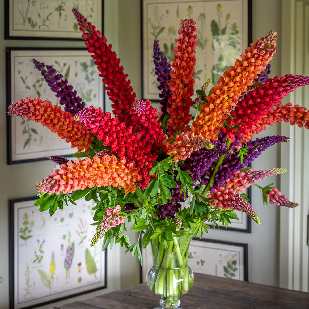 Lupinus 'Terracotta' (Westcountry Series)