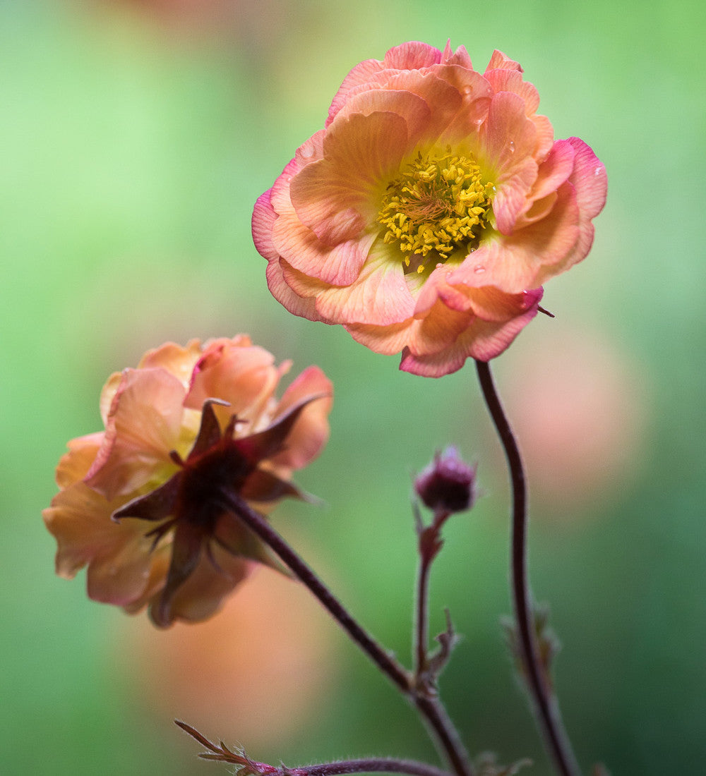 Geum 'Mai Tai'