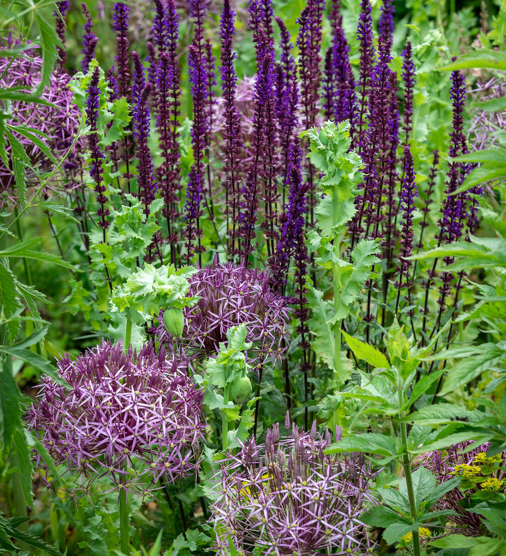 Salvia nemorosa 'Caradonna'